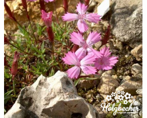 Dianthus haematocalyx subsp. pindicola
