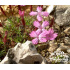 Dianthus haematocalyx subsp. pindicola