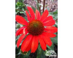 Echinacea ‘Kismet Intense Orange’