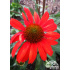 Echinacea ‘Kismet Intense Orange’
