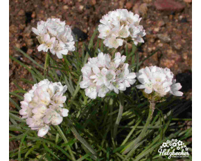 Armeria maritima ‘Alba’