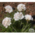 Armeria maritima ‘Alba’