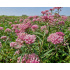 Asclepias incarnata ‘Soulmate’