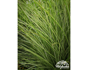 Miscanthus sinensis ‘Morning Light’ P14x14