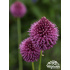 Allium sphaerocephalon