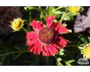 Helenium ‘Moerheim Beauty’