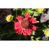 Helenium ‘Moerheim Beauty’