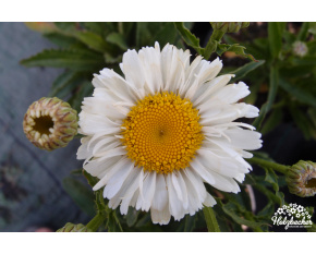 Leucanthemum x superbum ‘Real Joy’