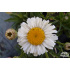 Leucanthemum x superbum ‘Real Joy’