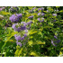 Caryopteris × clandonensis ‘Hint of Gold’
