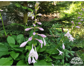 Hosta ‘Honeybells’