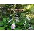 Hosta ‘Honeybells’