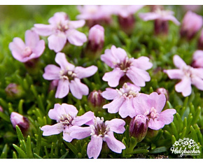 Silene acaulis