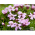 Silene acaulis