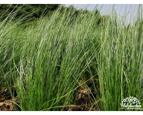 Stipa tenuissima ‘Pony Tails’