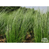 Stipa tenuissima ‘Pony Tails’