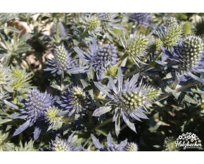 Eryngium planum ‘Tiny Jackpot’