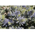 Eryngium planum ‘Tiny Jackpot’