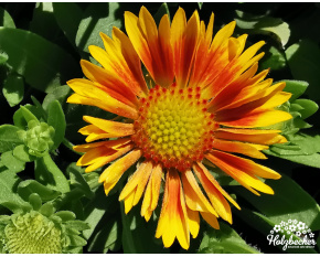 Gaillardia aristata ‘Arizona Apricot’