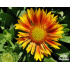 Gaillardia aristata ‘Arizona Apricot’