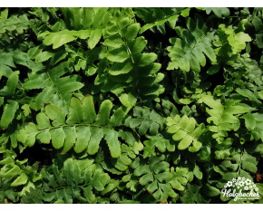 Polystichum acrostichoides