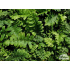 Polystichum acrostichoides