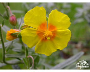 Helianthemum ‘Ben Fhada’