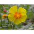 Helianthemum ‘Ben Fhada’