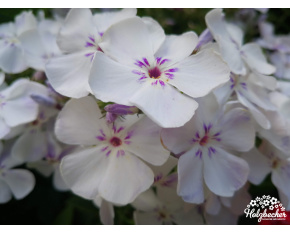 Phlox paniculata ‘Flame Light Blue’