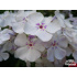 Phlox paniculata ‘Flame Light Blue’