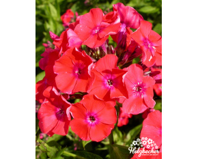 Phlox paniculata ‘Orange Perfection’