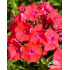 Phlox paniculata ‘Orange Perfection’