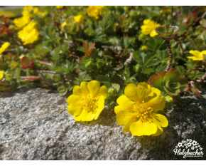 Potentilla crantzii ‘Goldrausch’