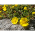 Potentilla crantzii ‘Goldrausch’