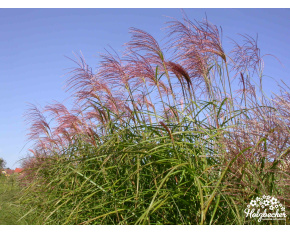 Miscanthus sinensis ‘Sirene’
