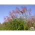 Miscanthus sinensis ‘Sirene’