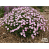 Dianthus webbianus