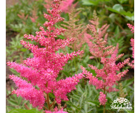 Astilbe x arendsii ‘Anita Pfeifer’