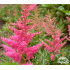 Astilbe x arendsii ‘Anita Pfeifer’