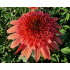 Echinacea ‘Raspberry Truffle’