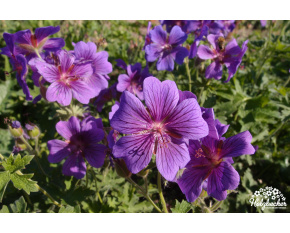 Geranium magnificum ‘Anemoniflorum’