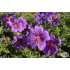 Geranium magnificum ‘Anemoniflorum’