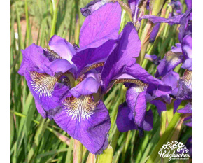 Iris sibirica ‘Caesar’