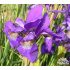 Iris sibirica ‘Caesar’