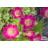 Anemone x lesseri