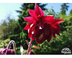 Aquilegia vulgaris ‘Ruby Port’