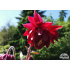 Aquilegia vulgaris ‘Ruby Port’