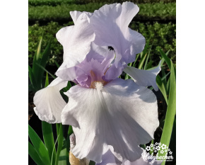 Iris germanica ‘Lovely Again’