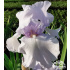 Iris germanica ‘Lovely Again’