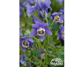 Aquilegia flabellata ‘Mini Star’